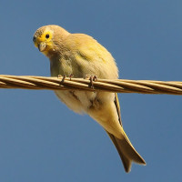 Syrian Serin